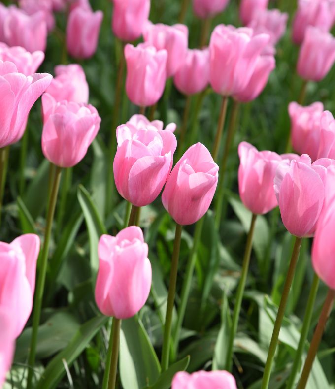 Tulipes : tous nos conseils 