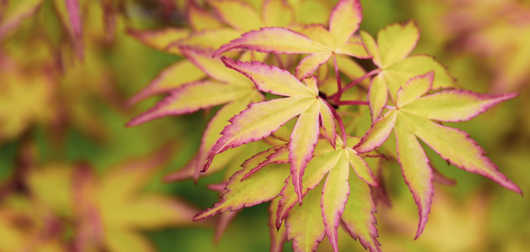 Érables du Japon ou Acer palmatum