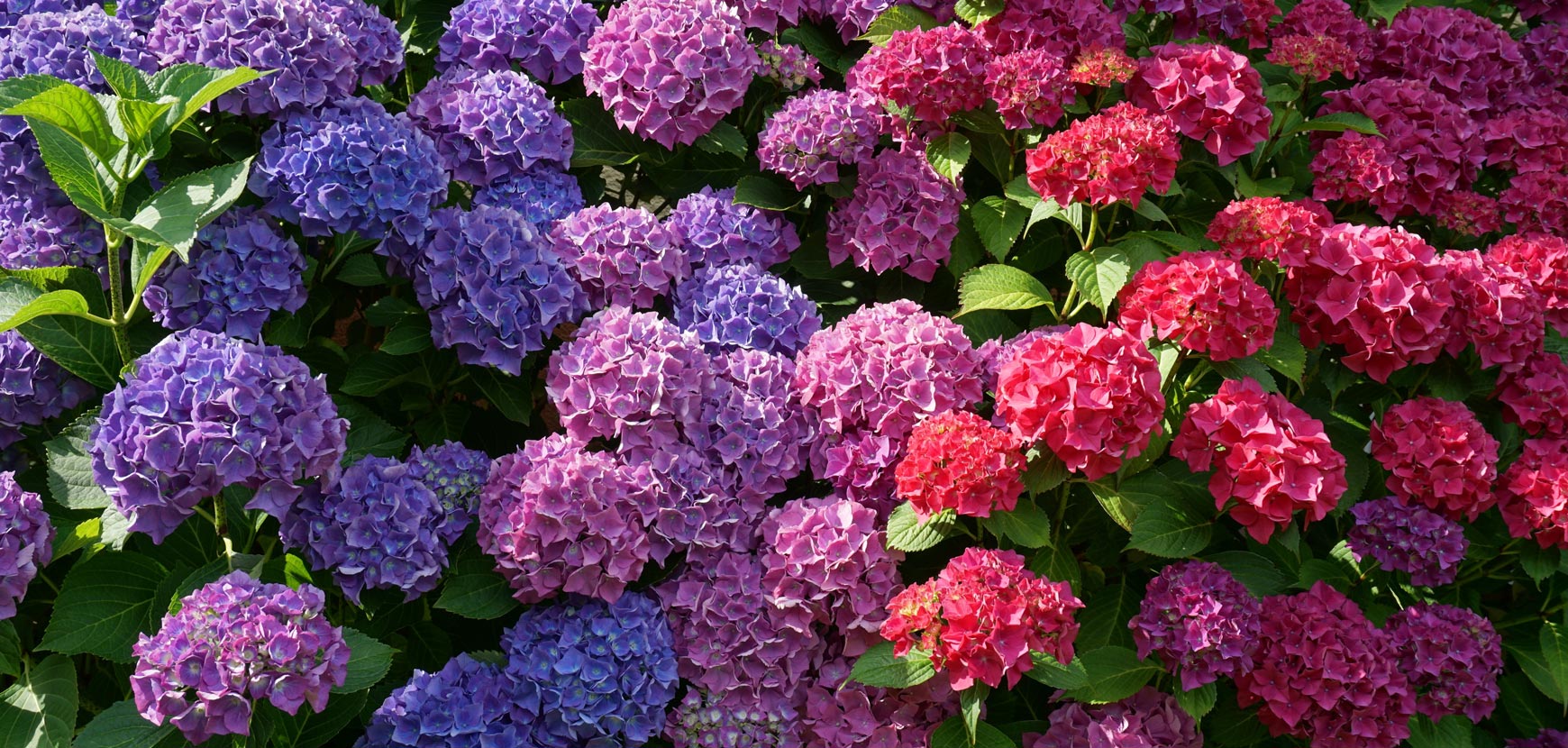 Hortensias ou Hydrangea