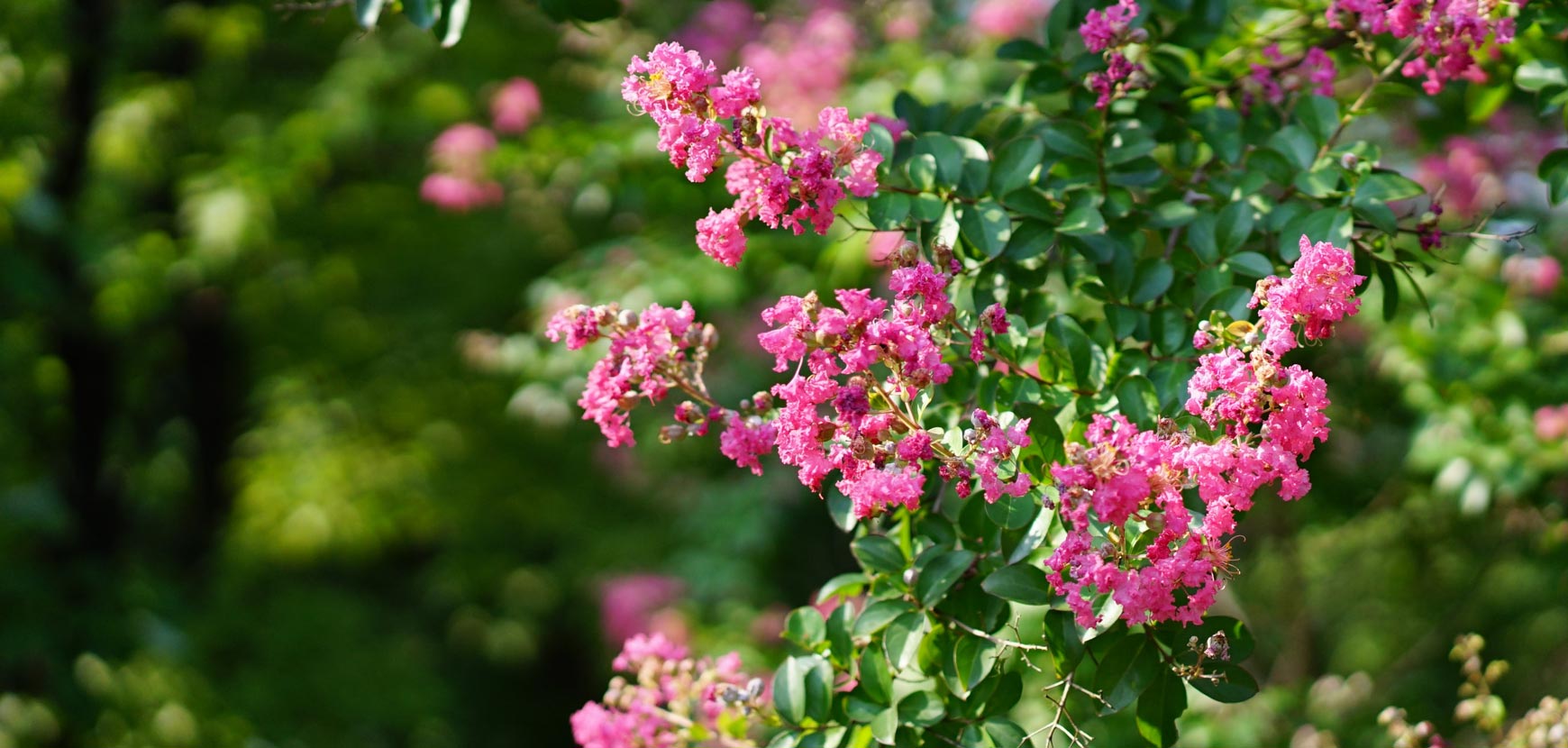 Lagerstroemias ou lilas des Indes