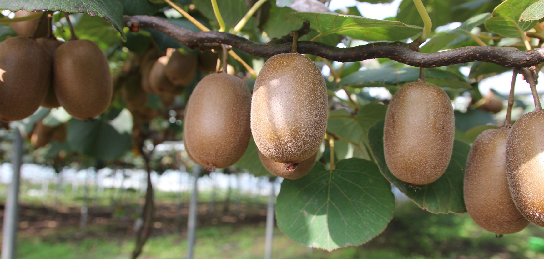 Kiwis