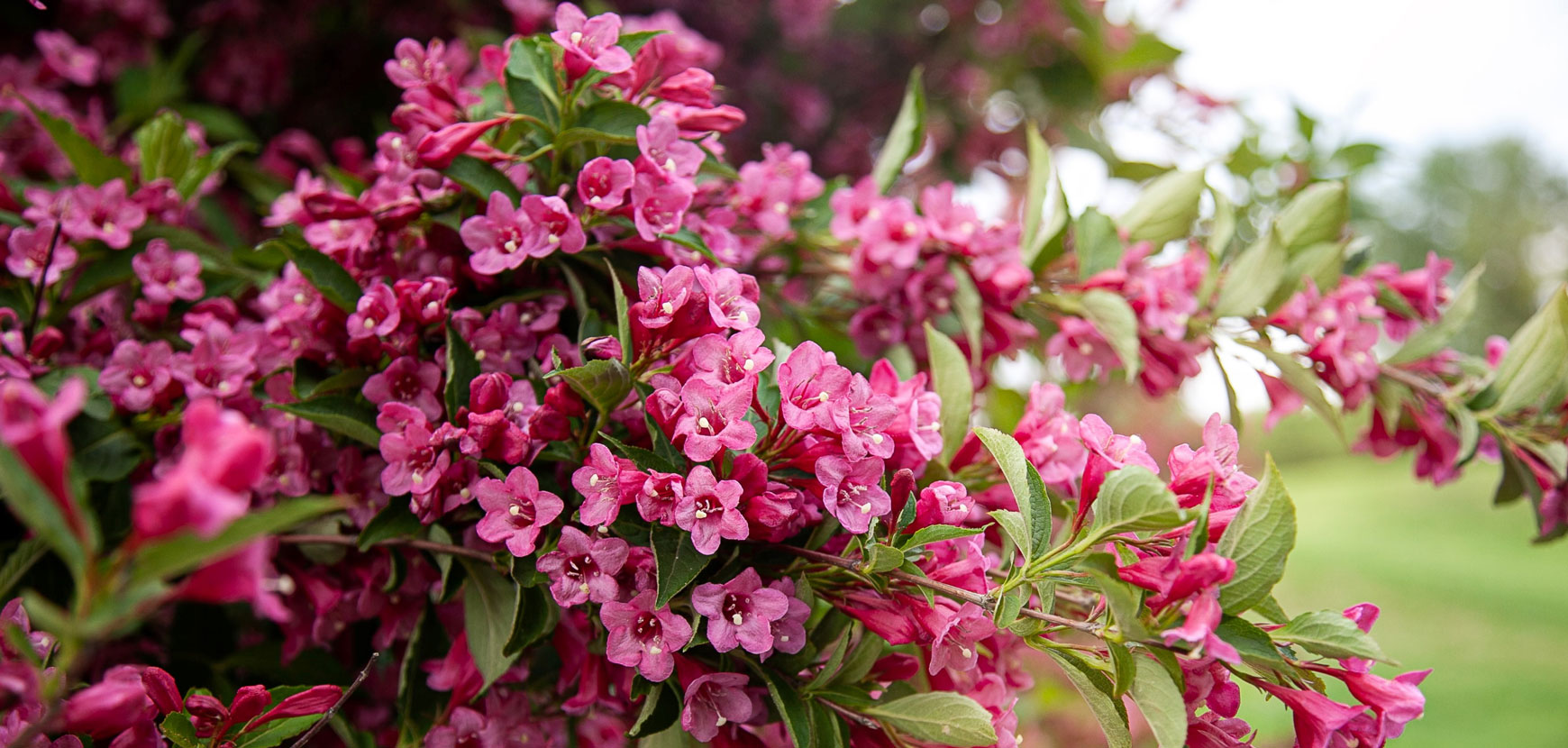 Arbustes à fleurs