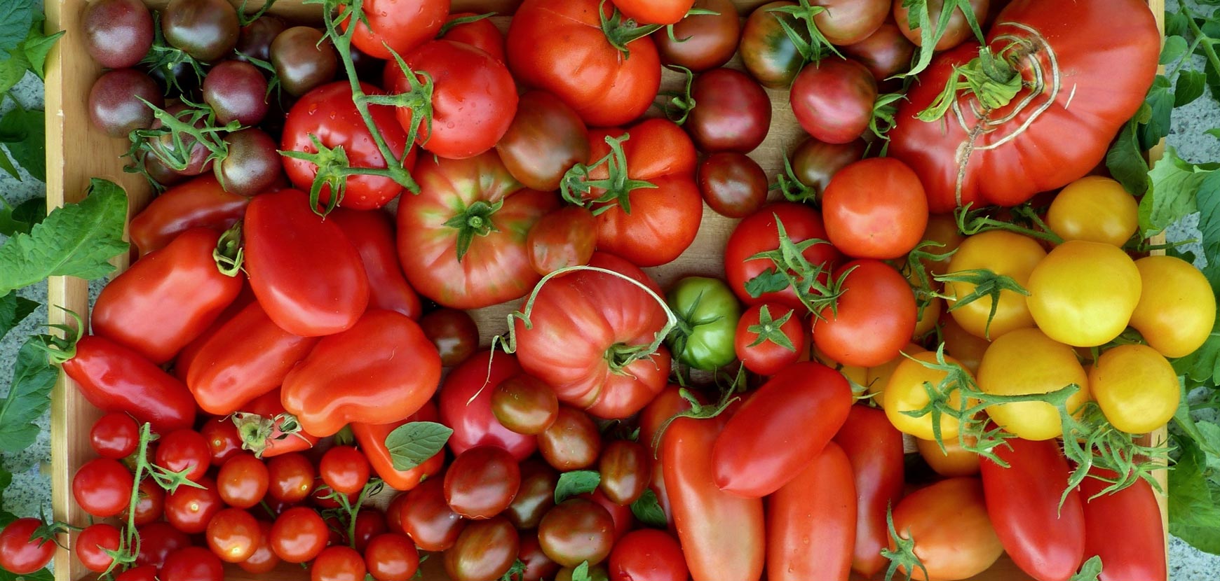 Plants de tomates, vente directe de plants de légumes Meilland Richardier