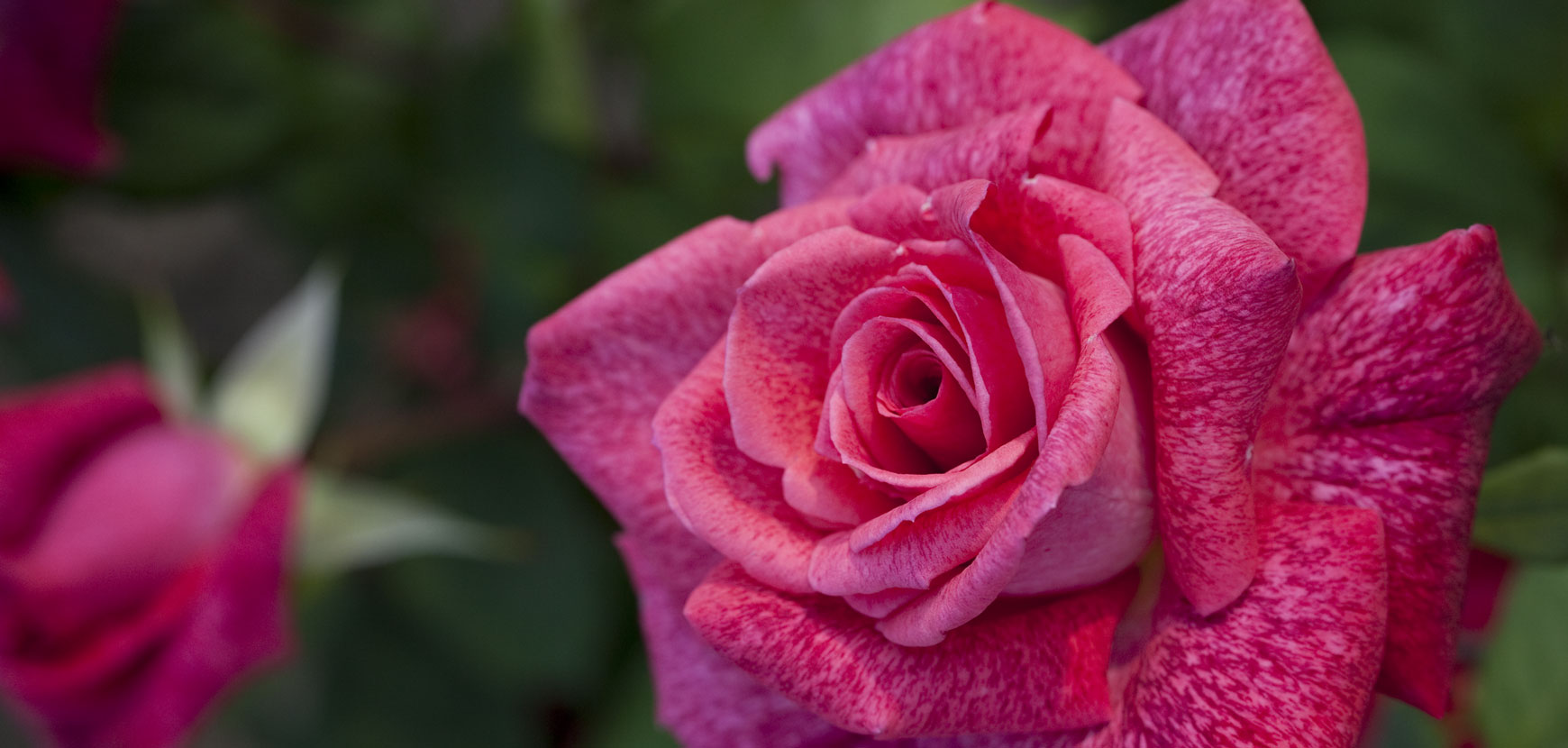 Rosiers roses : de la magie dans votre jardin