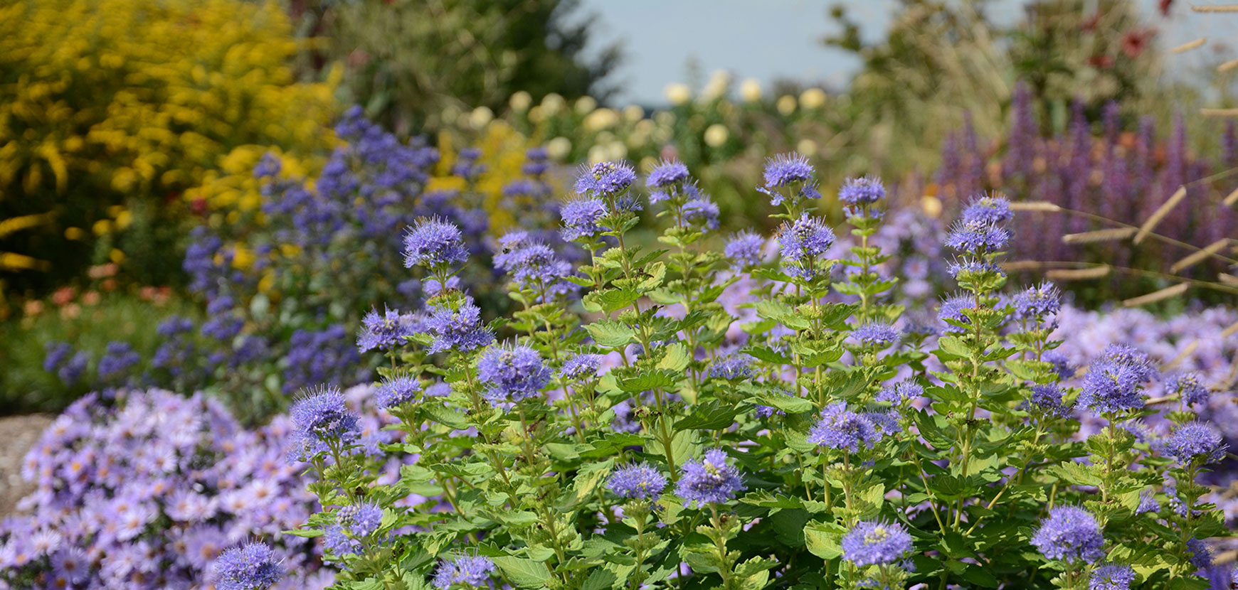 Arbustes à floraison automnale / hivernale