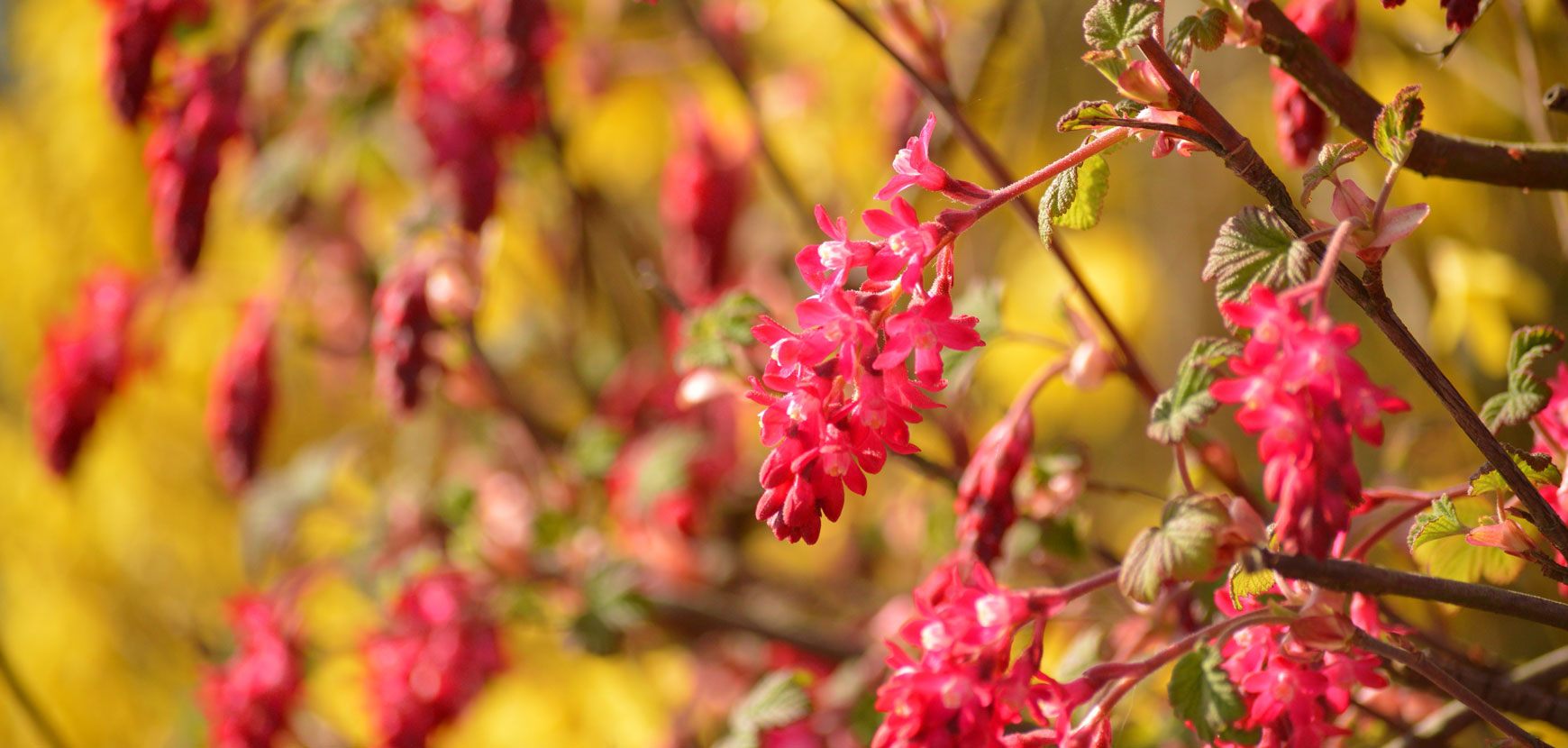 Arbustes à floraison printanière