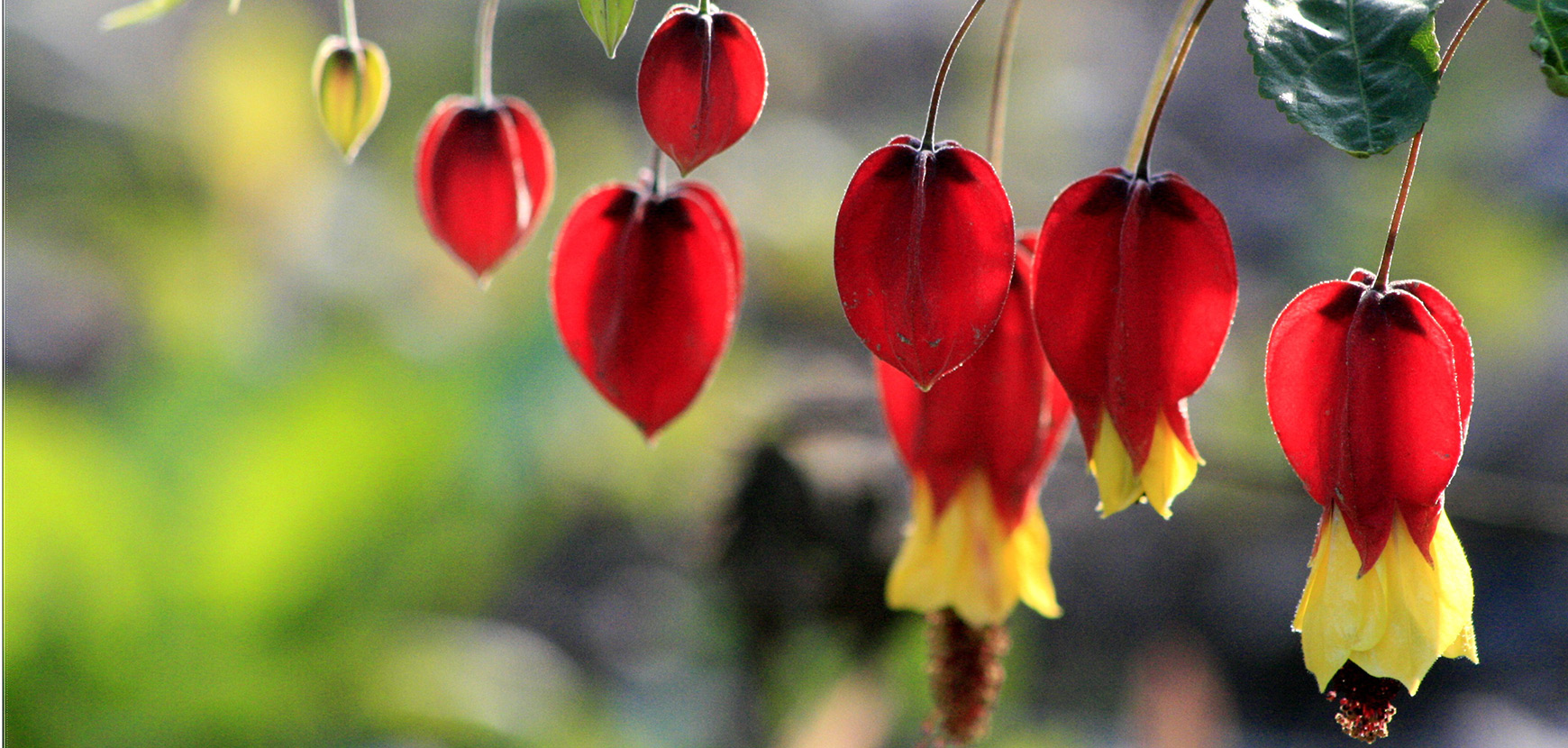 Abutilons