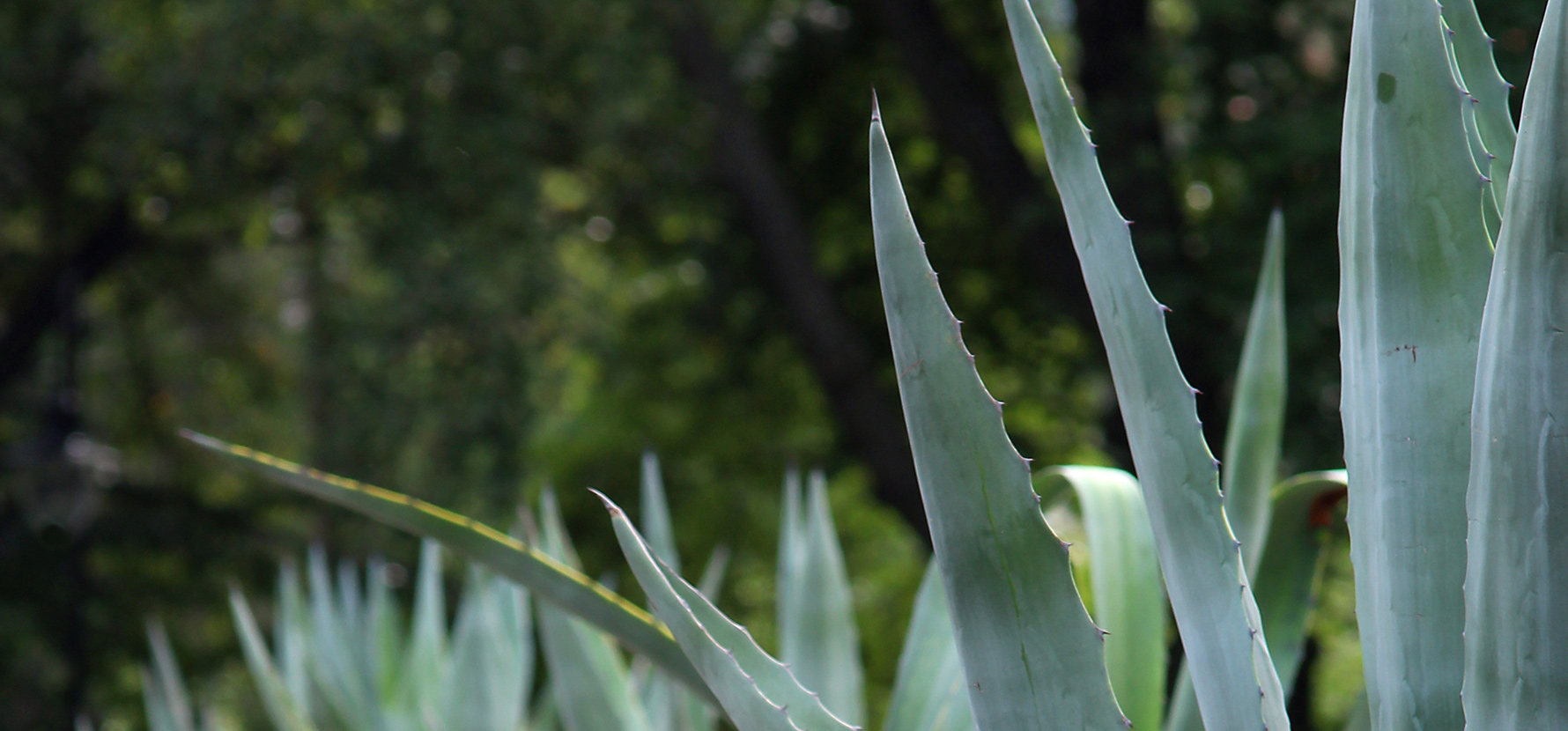 Agaves