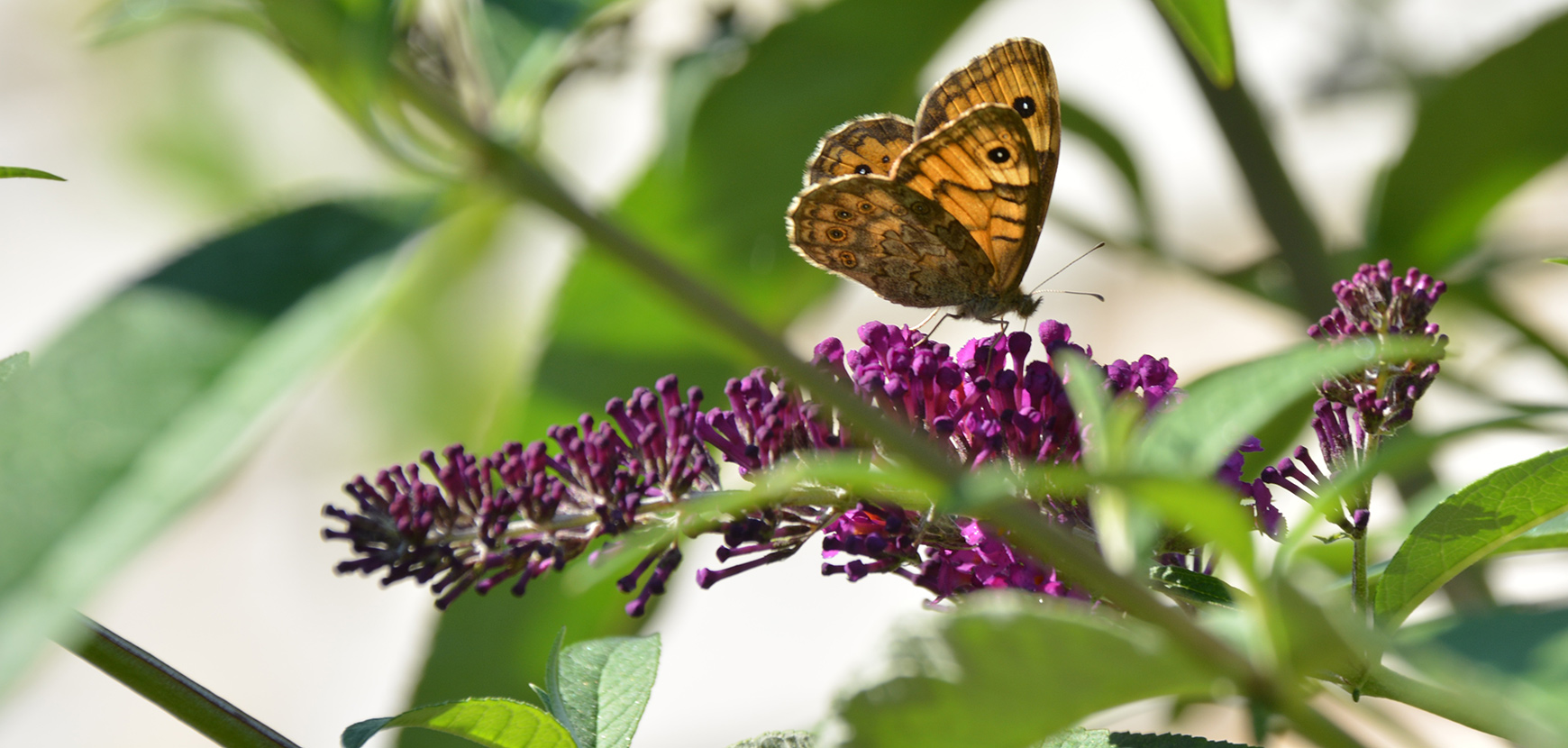 Buddleias, Arbres à papillons ou Buddleja davidii