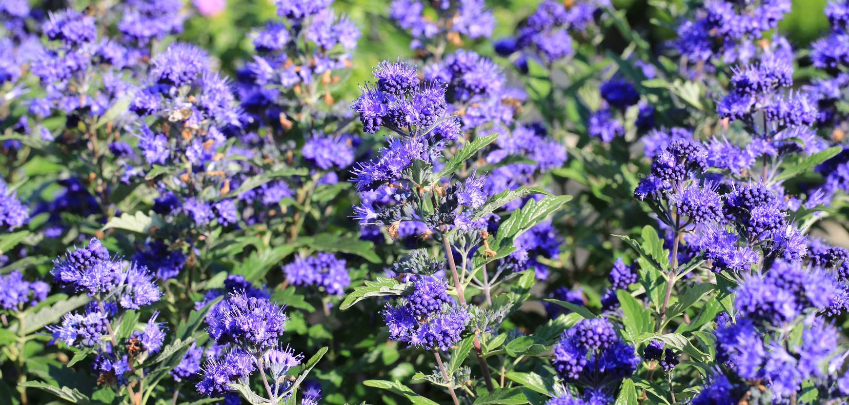 Caryopteris