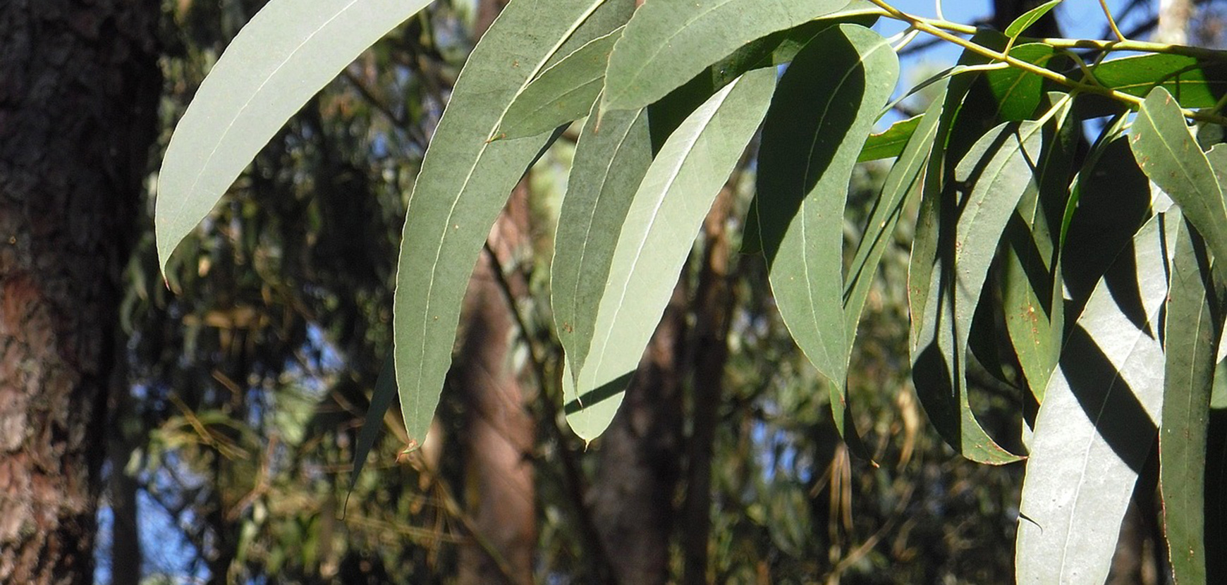 Eucalyptus