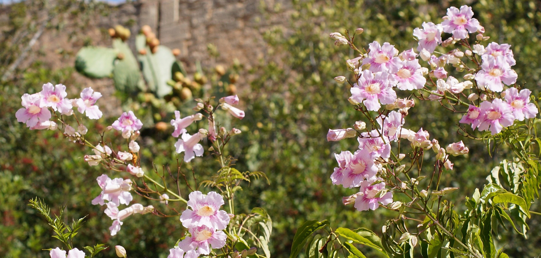 Plantes grimpantes à floraison automnale / hivernale