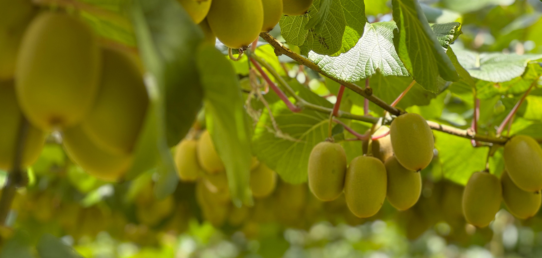 Plantes grimpantes fruitières