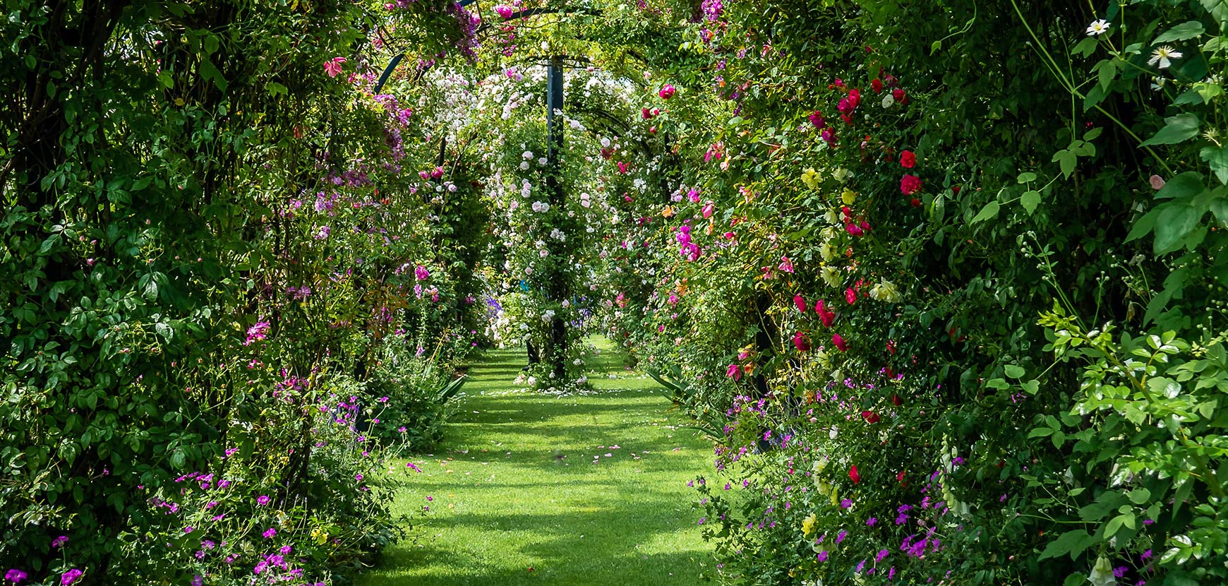 Plantes grimpantes pour jardin d'ombre