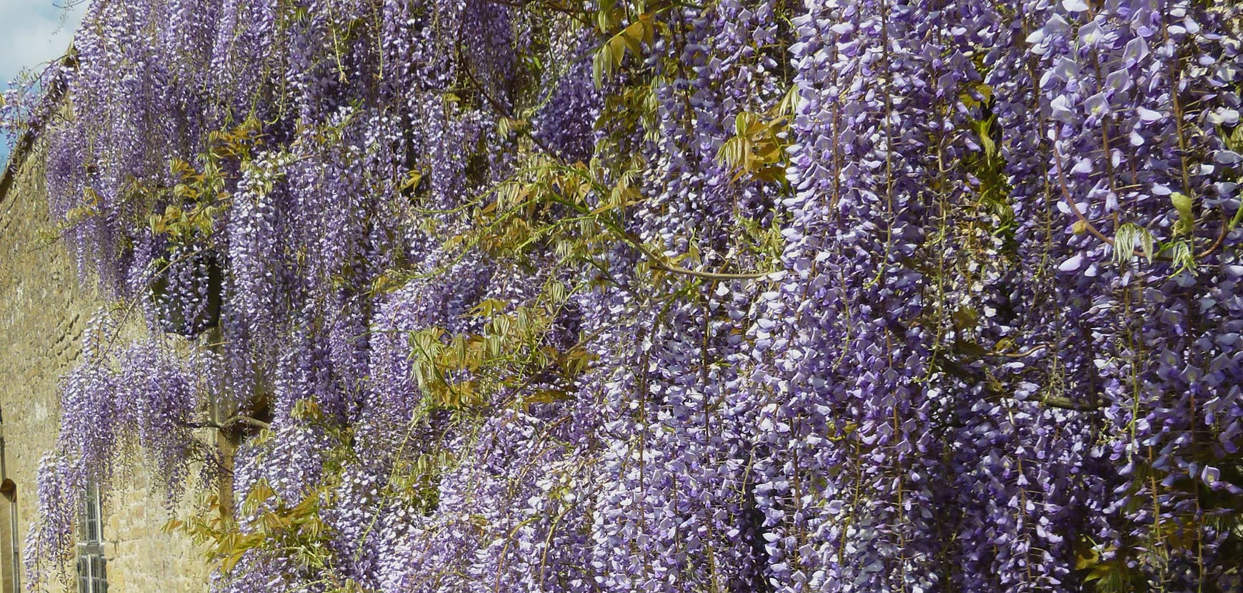 Plantes grimpantes à floraison printanière