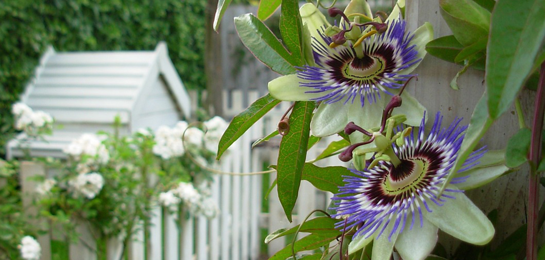 Plantes grimpantes par variété