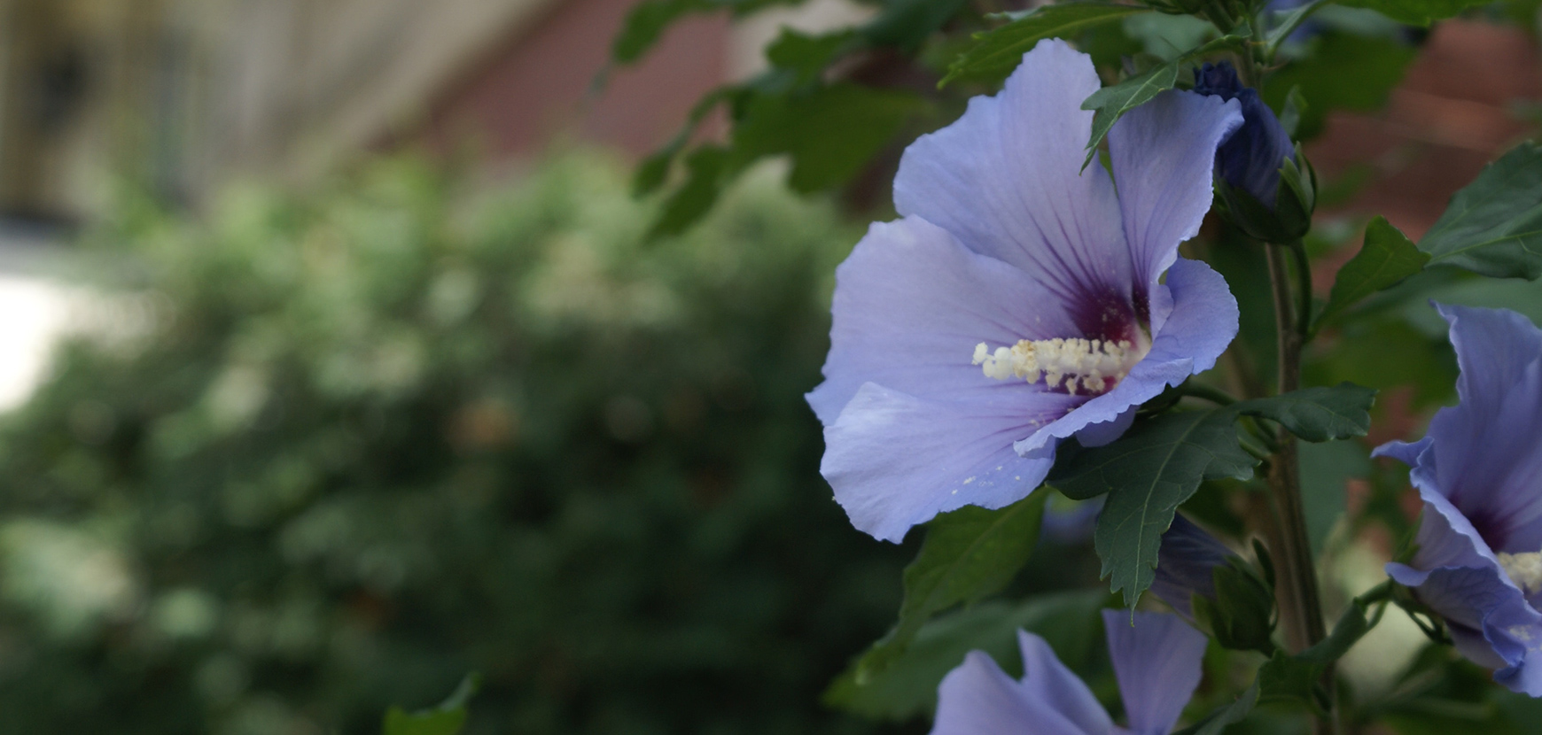 Hibiscus ou Althéas