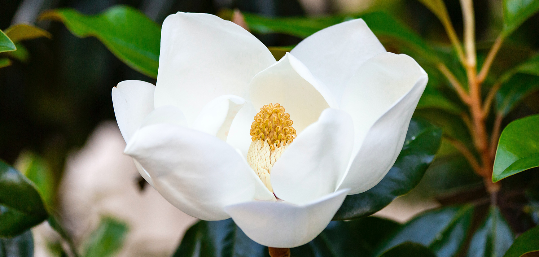 Magnolias