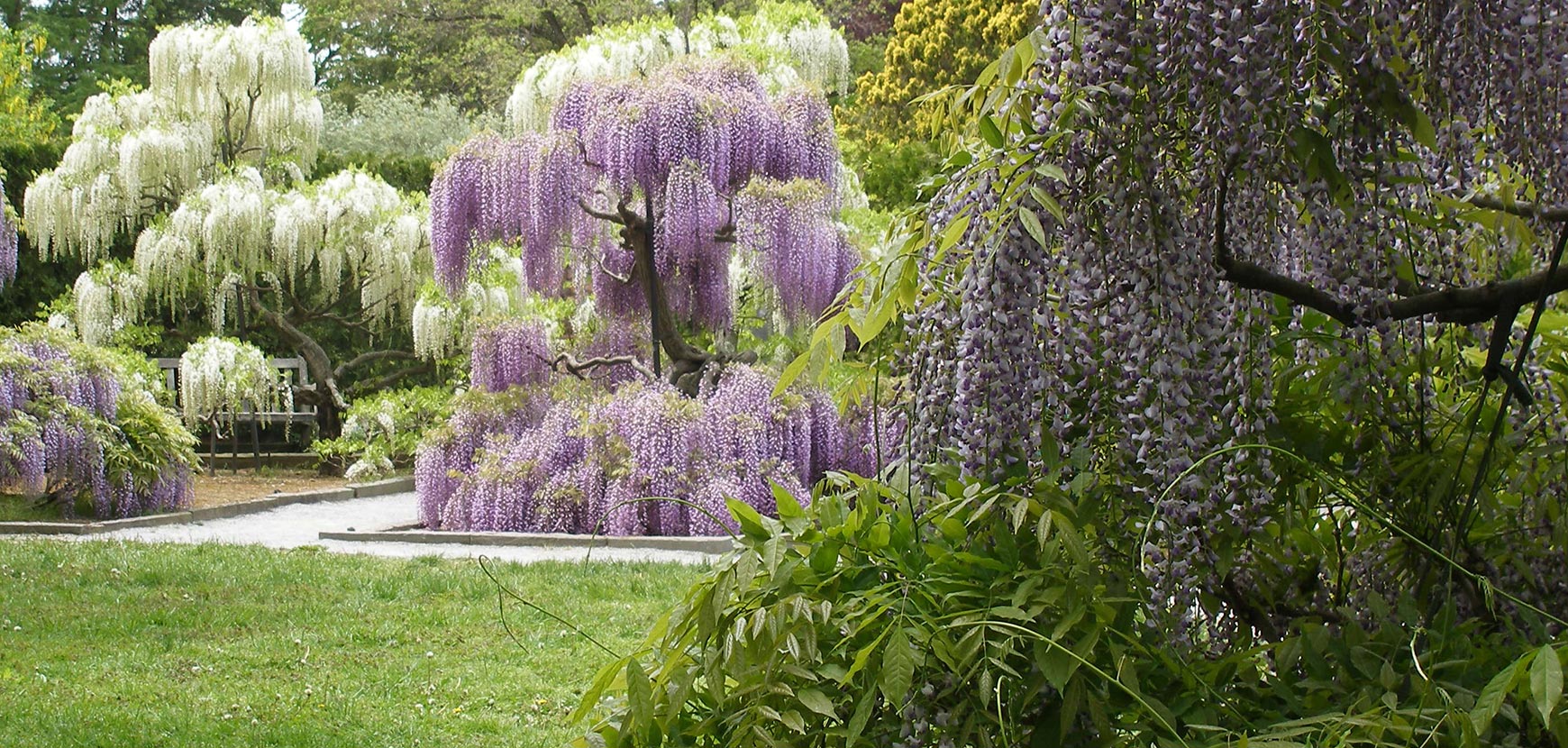 Nouveautés de plantes grimpantes