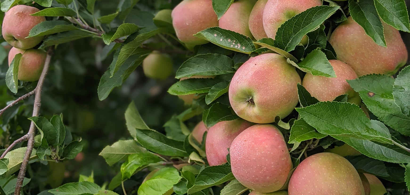 Prix ronds sur une sélection de fruitiers !