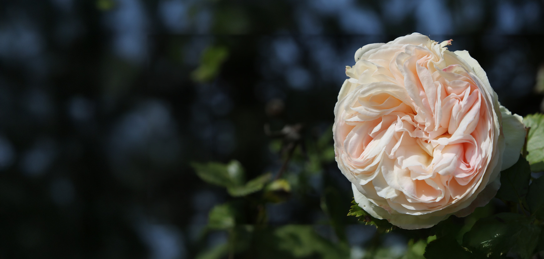 Rosiers : jusqu'à -60% pour l'offre de printemps