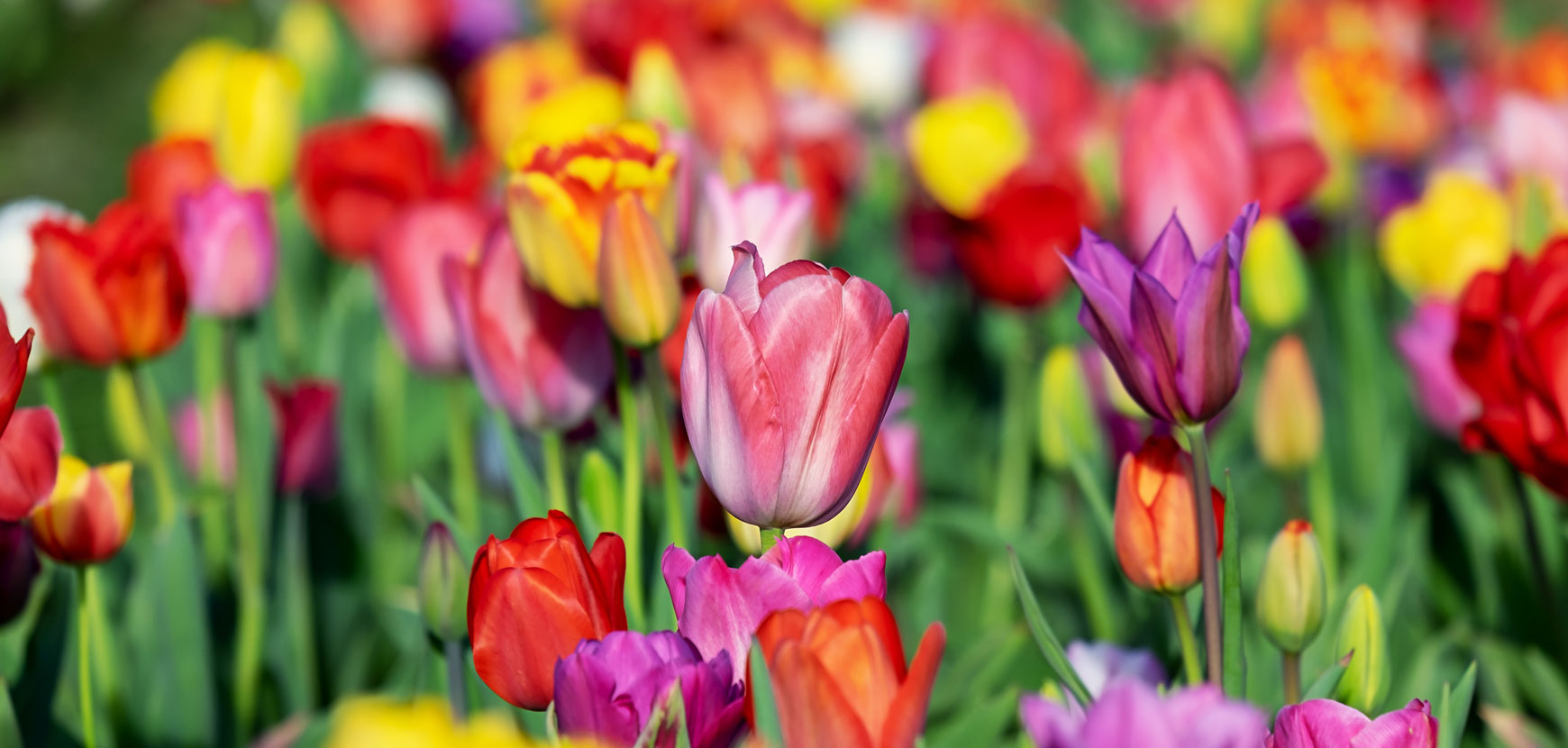 Nos fleurs à bulbes en promotion