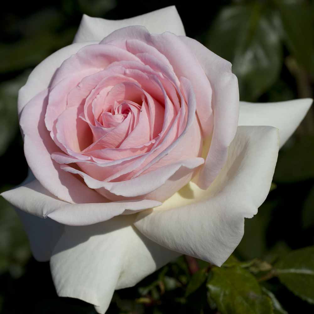 Sécateur manche bois de rose – Le Prince Jardinier