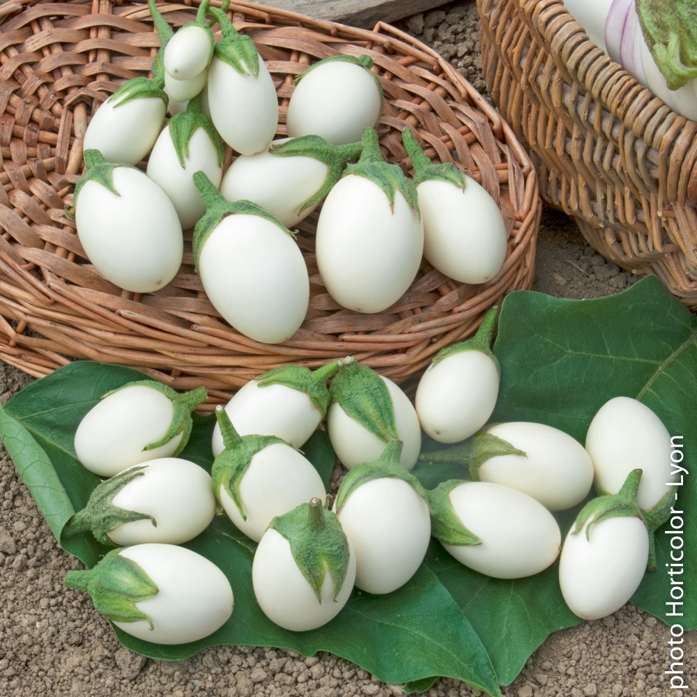 AUBERGINE BLANCHE OEUF FERME DE SAINTE MARTHE