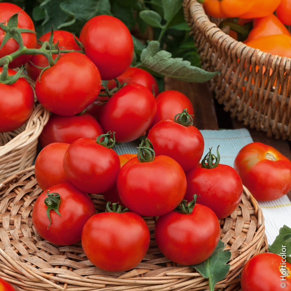 Sachet graines Tomate fournaise HF1