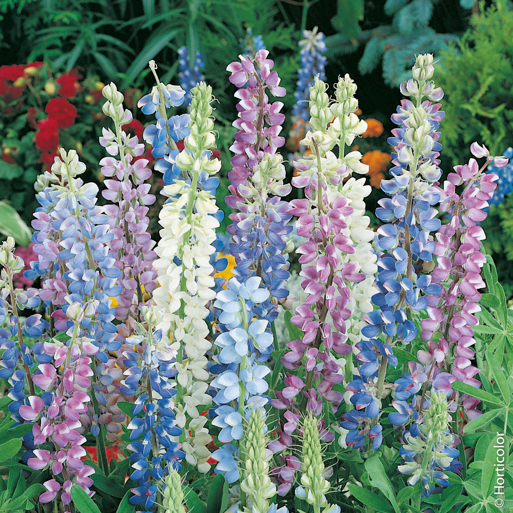 Lupin : plantation, culture, entretien et floraison