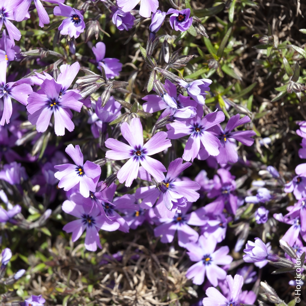 Le meilleur phlox pour attirer les papillons - Jardinier paresseux