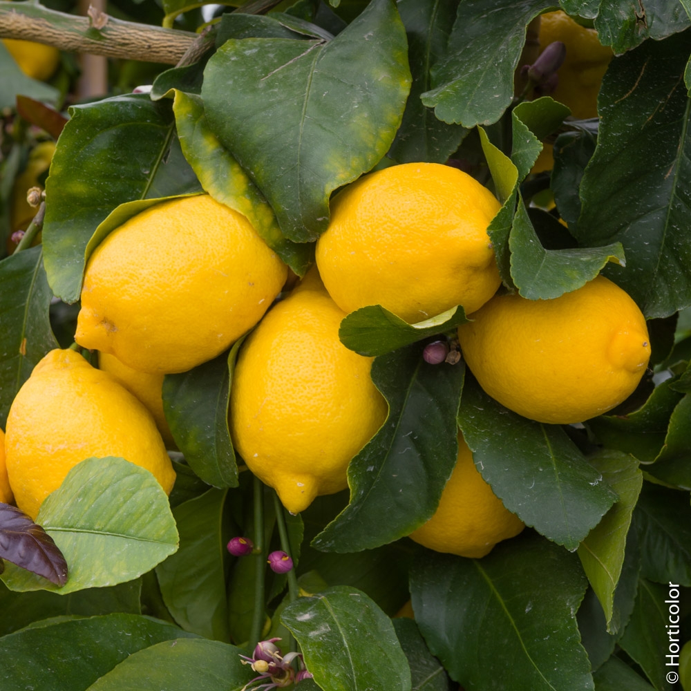Le citronnier 4 saisons