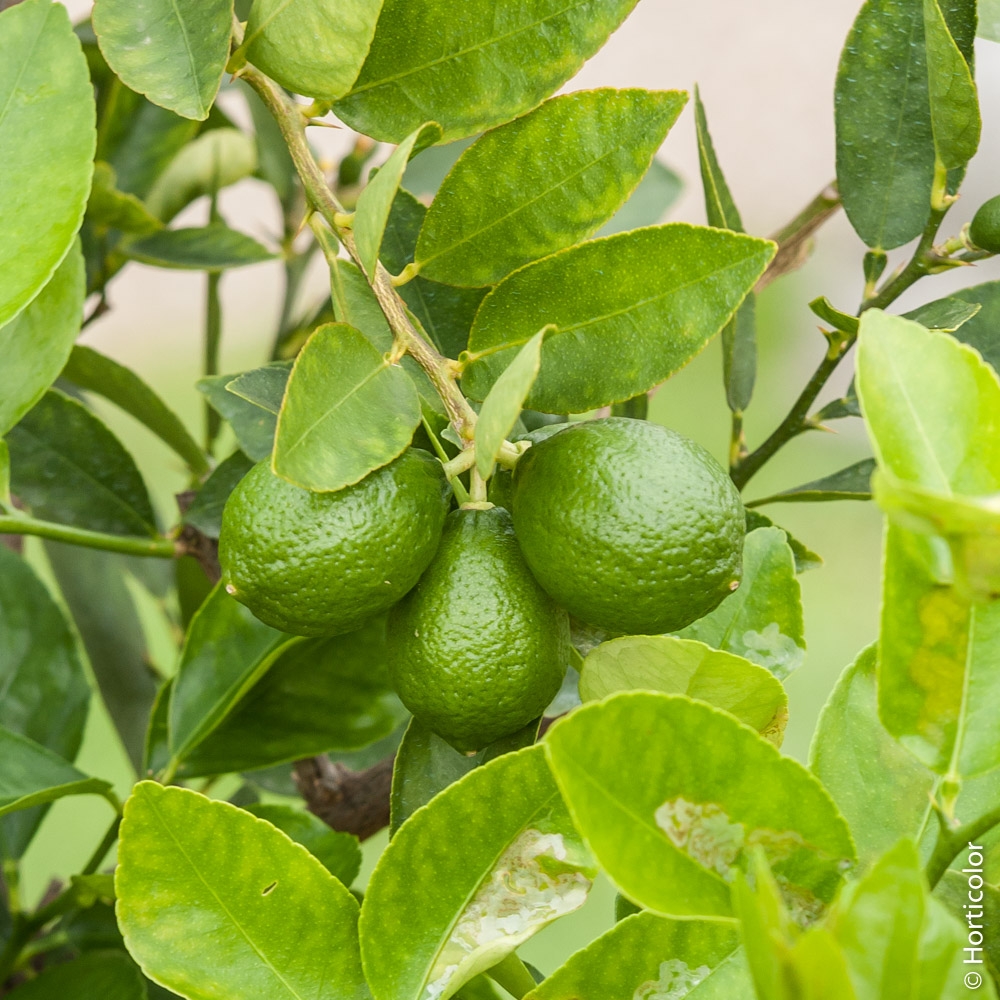 Citronnier (Citrus limon), pour le jus de citron : plantation, culture,  entretien