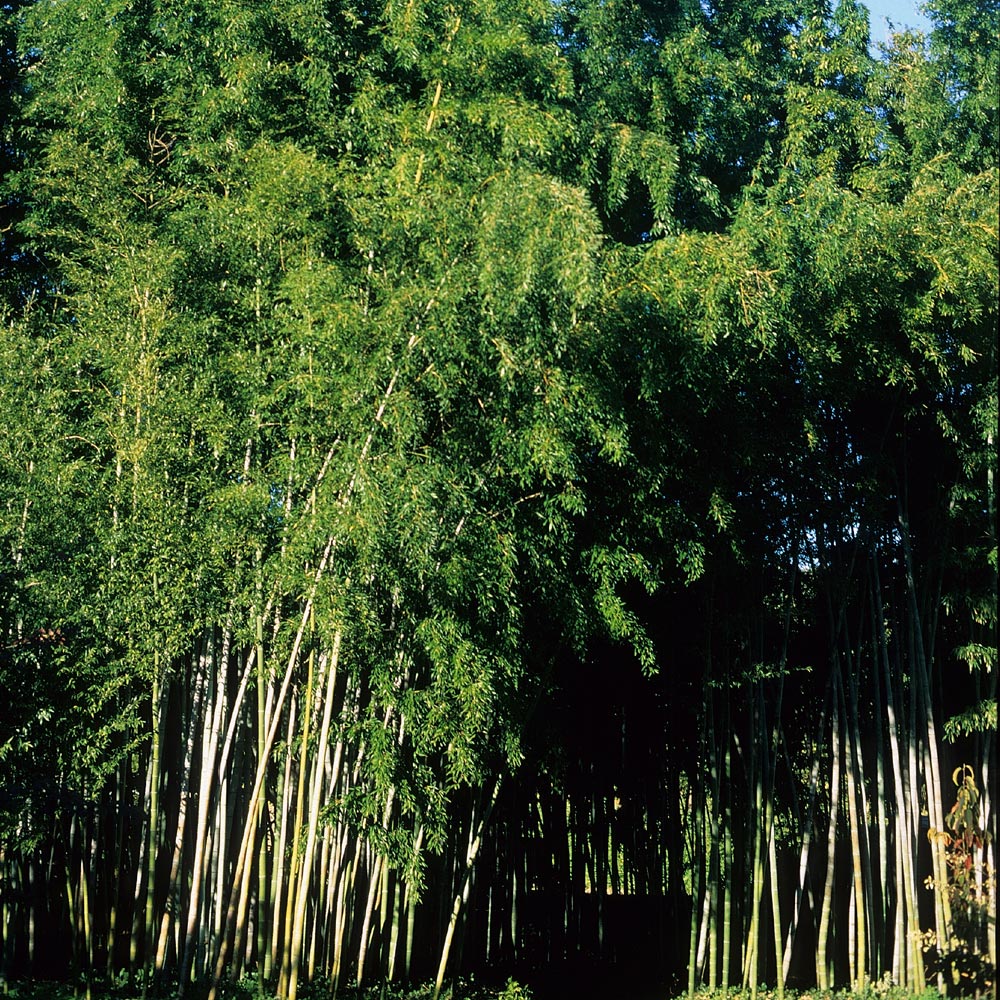 MAGAZINE - Bambou : au royaume des herbes géantes - La Dépêche de Tahiti %