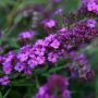 Mini-Buddleia FREE PETITE DARK PINK ® focus fleurs