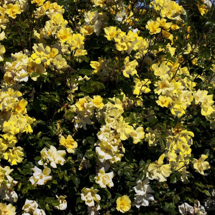 Quelle sera la première fleur du printemps? - Jardinier paresseux