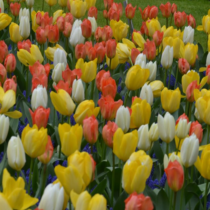 Tulipe Bonanza  L'Épicerie du Jardin