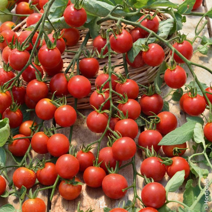Tomates Cerises Rouges