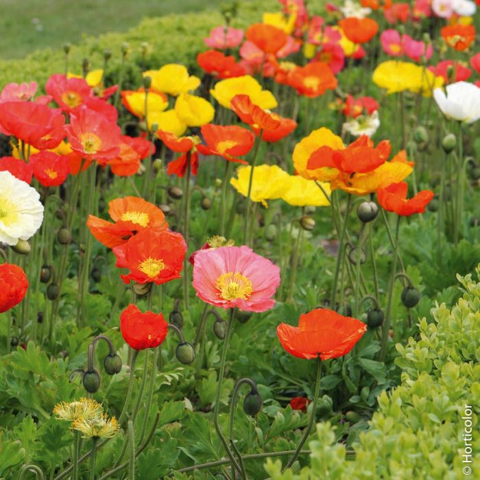 Pavot d'Islande - Société Nationale d'Horticulture de France