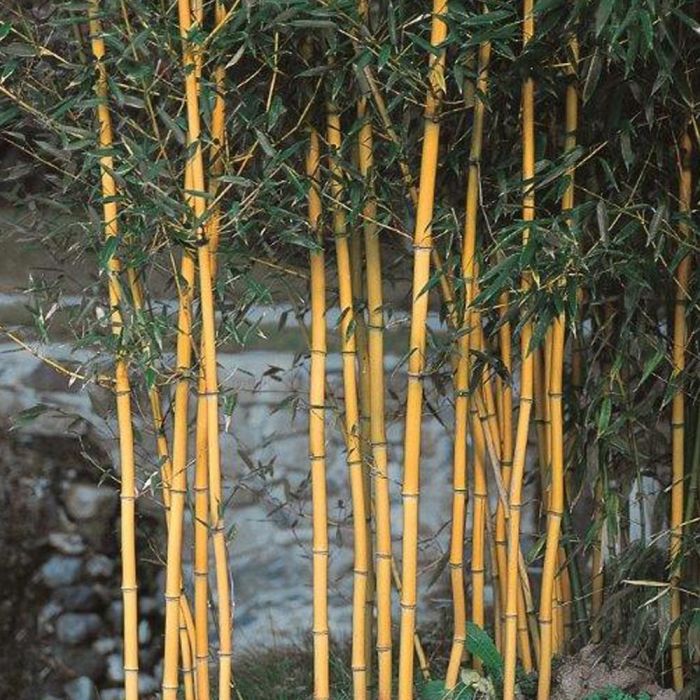 Bambou - Phyllostachys Aurea