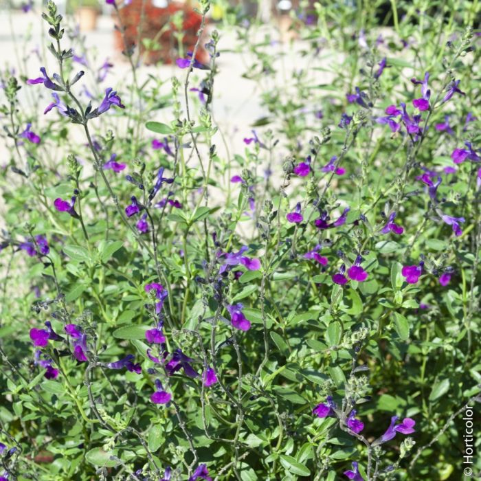 Sauge arbustive violette facile ou Salvia jamensis VIOLETTE DE LOIRE ®  Barsal Meilland Richardier