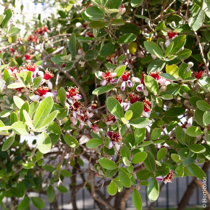 haie de feijoa sellowiana