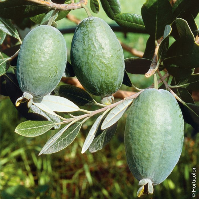 haie de feijoa sellowiana