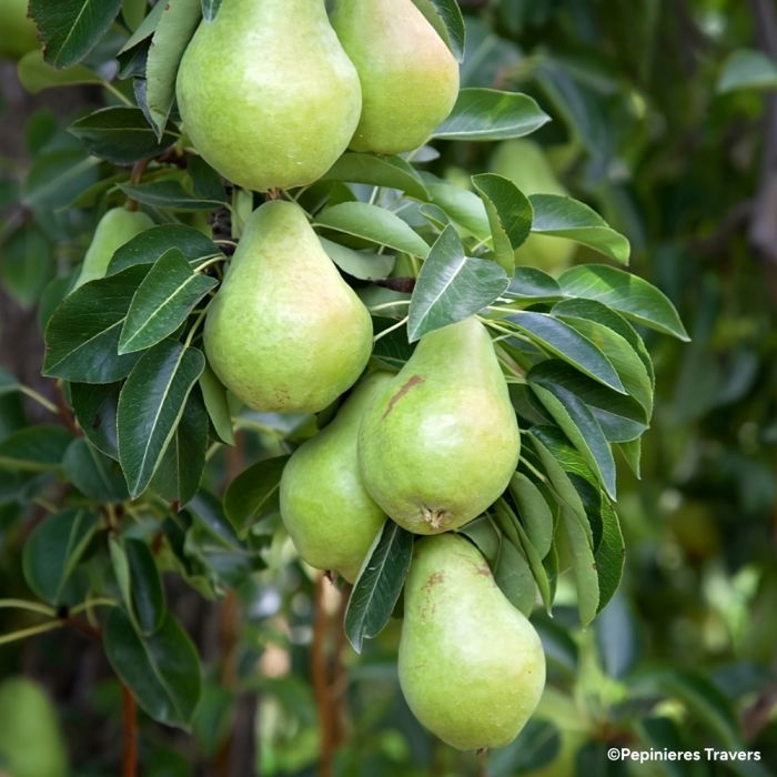 Planter un arbre fruitier nain - Gamm vert