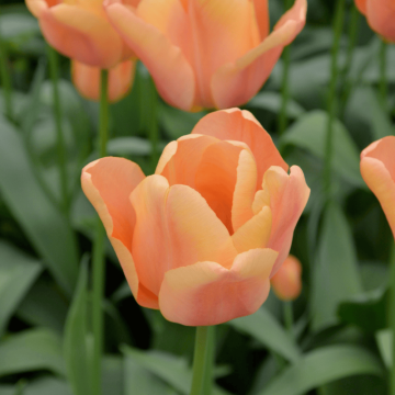 Tulipe Simple Hâtive Apricot Foxx