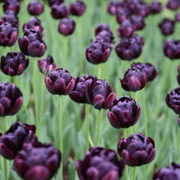 Tulipe Double Tardive Black Hero