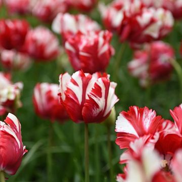 Tulipe Perroquet Estella Rijnveld