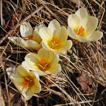 Crocus botanique romance