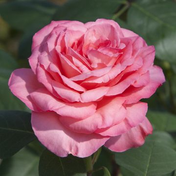 Rosier PANTHERE ROSE ® Meicapinal