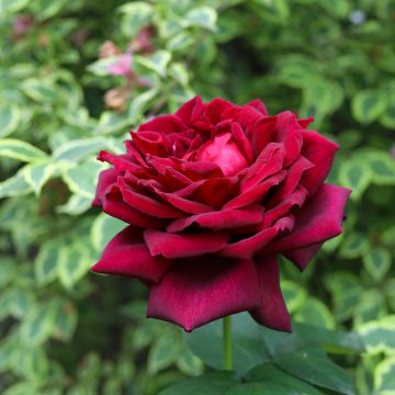 Rosier PAPA MEILLAND ® Meicesar fleur rouge